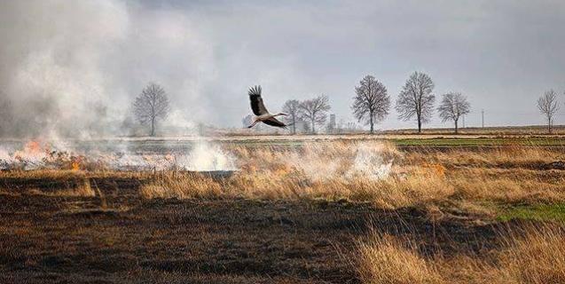 




Підпали трави – одна з головних причин пожеж та знищення біорізноманітності – караються законом


