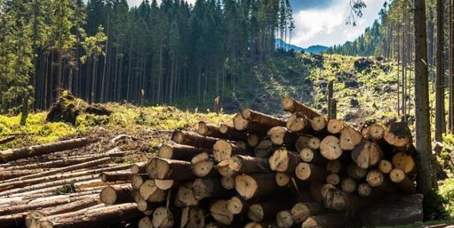 




Ліс у смартфоні: Держлісагентство запустило пілотний проект e-реєстру заготівлі деревини та онлайн-карту рубок



