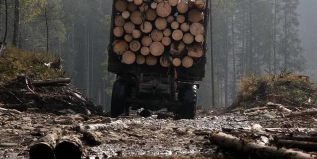 




Новодмитрівська громада встановила мораторій на вирубку лісосмуг


