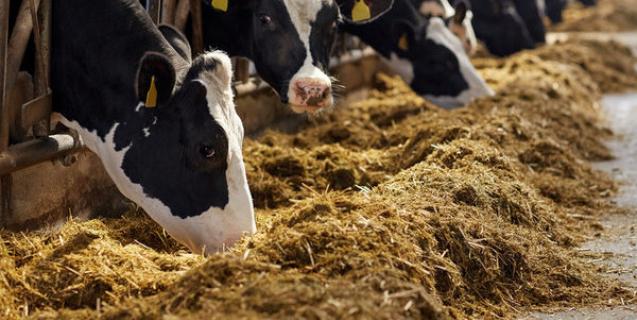 




Уряд скасував заборону на експорт великої рогатої худоби, м‘яса та субпродуктів з неї


